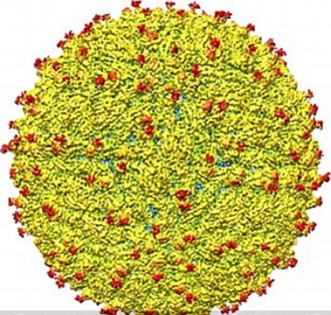 Tìm ra “chất lạ” trong ong, bướm có thể ngăn cản sự phát sinh của virus zika