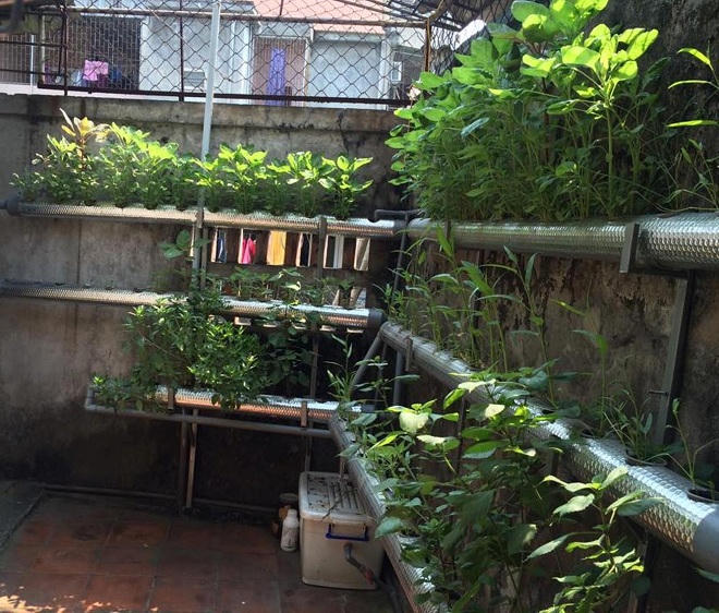 Tự chế mô hình trồng rau độc đáo sau lần ngộ độc thực phẩm