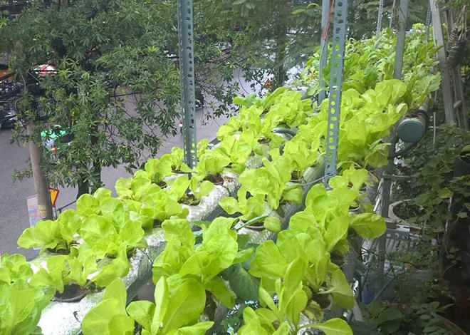 Tự chế mô hình trồng rau độc đáo sau lần ngộ độc thực phẩm