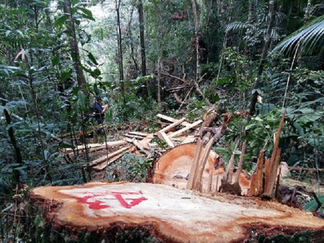 Giải mã 'con bệnh' khiến rừng chưa thôi “chảy máu”