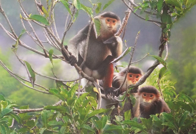 Lạ lùng cặp đôi được “nữ hoàng linh trưởng” làm mối vợ chồng