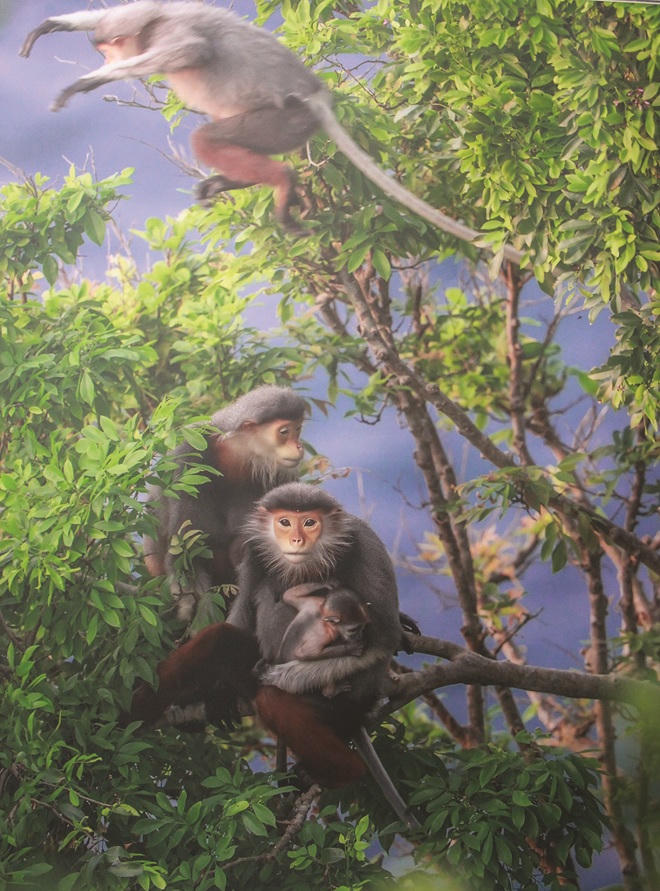 Lạ lùng cặp đôi được “nữ hoàng linh trưởng” làm mối vợ chồng