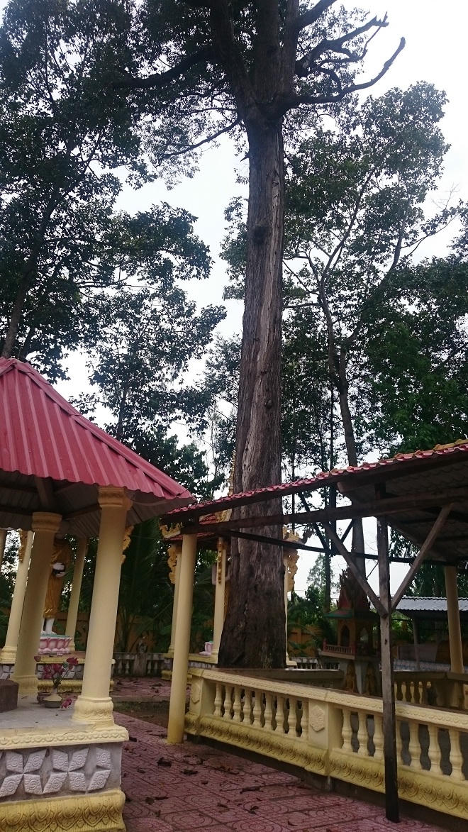 Ly kỳ chuyện Phật báo hiệu để người dân nghênh đón ở Vĩnh Long