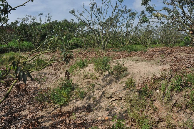 Chuyện ly kỳ có thực quanh chiếc bát cổ ở Lục Ngạn