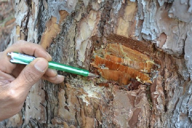 Hi hữu chuyện khám nghiệm pháp y cho... cây 