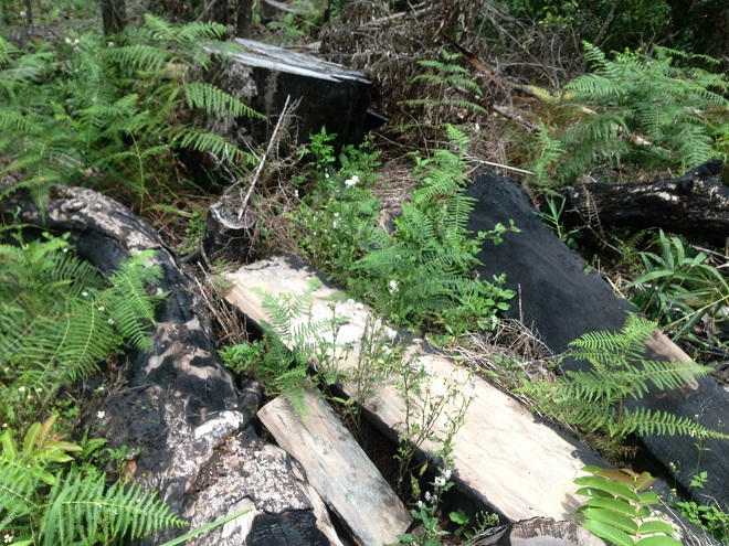 Phớt lờ lệnh đóng cửa rừng của Thủ tướng, máu rừng Krông Bông vẫn chảy