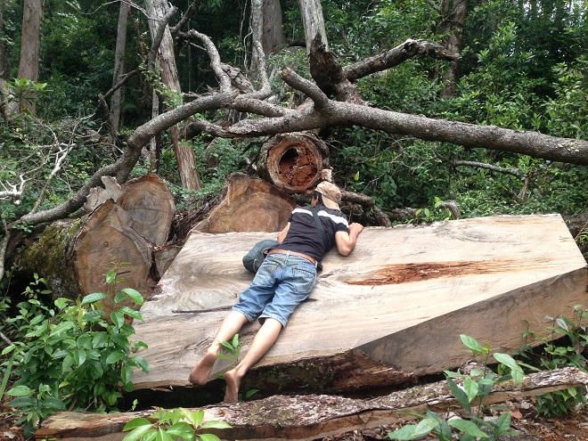 Phớt lờ lệnh đóng cửa rừng của Thủ tướng, máu rừng Krông Bông vẫn chảy