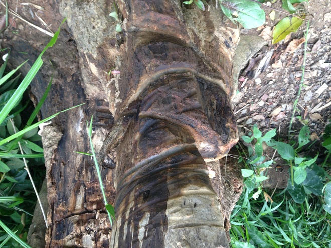 Phớt lờ lệnh đóng cửa rừng của Thủ tướng, máu rừng Krông Bông vẫn chảy