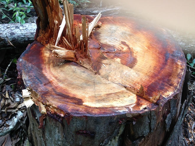 Phớt lờ lệnh đóng cửa rừng của Thủ tướng, máu rừng Krông Bông vẫn chảy