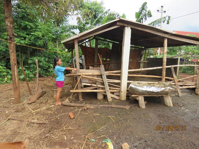 Đắk Lắk:  Hoang mang vì bò đang khỏe bỗng dưng... lăn đùng ra chết