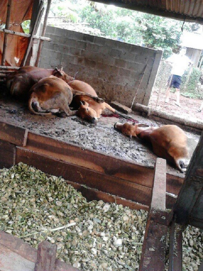 Đắk Lắk:  Hoang mang vì bò đang khỏe bỗng dưng... lăn đùng ra chết