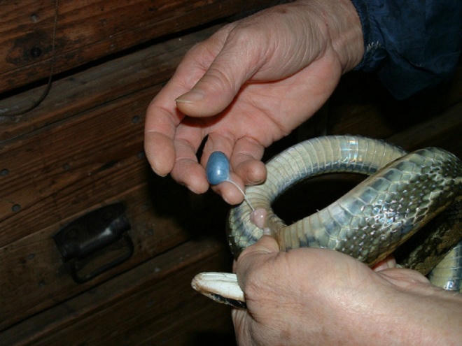 Nuốt 'tiên dược' mật rắn để chữa ung thư?