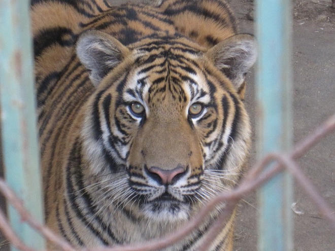 Lạ lùng 'cơn say' kéo dài... 2 năm trong cơ sở nuôi thú hiếm