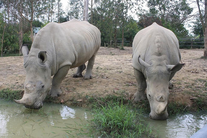 Lạ lùng 'cơn say' kéo dài... 2 năm trong cơ sở nuôi thú hiếm