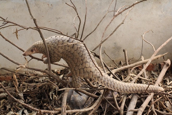 Lạ lùng 'cơn say' kéo dài... 2 năm trong cơ sở nuôi thú hiếm