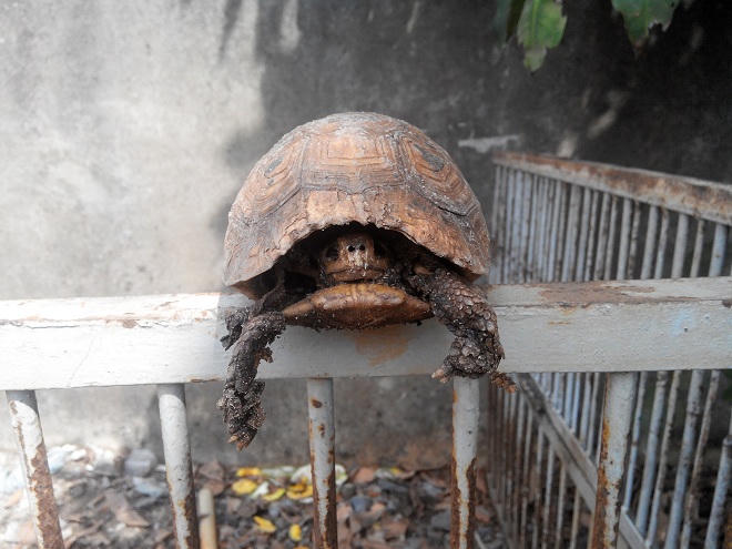Lạ lùng 'cơn say' kéo dài... 2 năm trong cơ sở nuôi thú hiếm