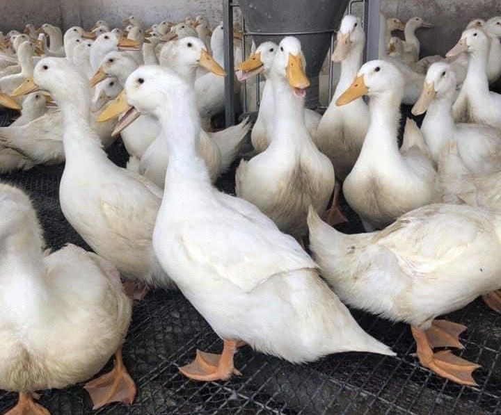 Nông dân Nhơn Trạch khấm khá nhờ nuôi vịt đồng