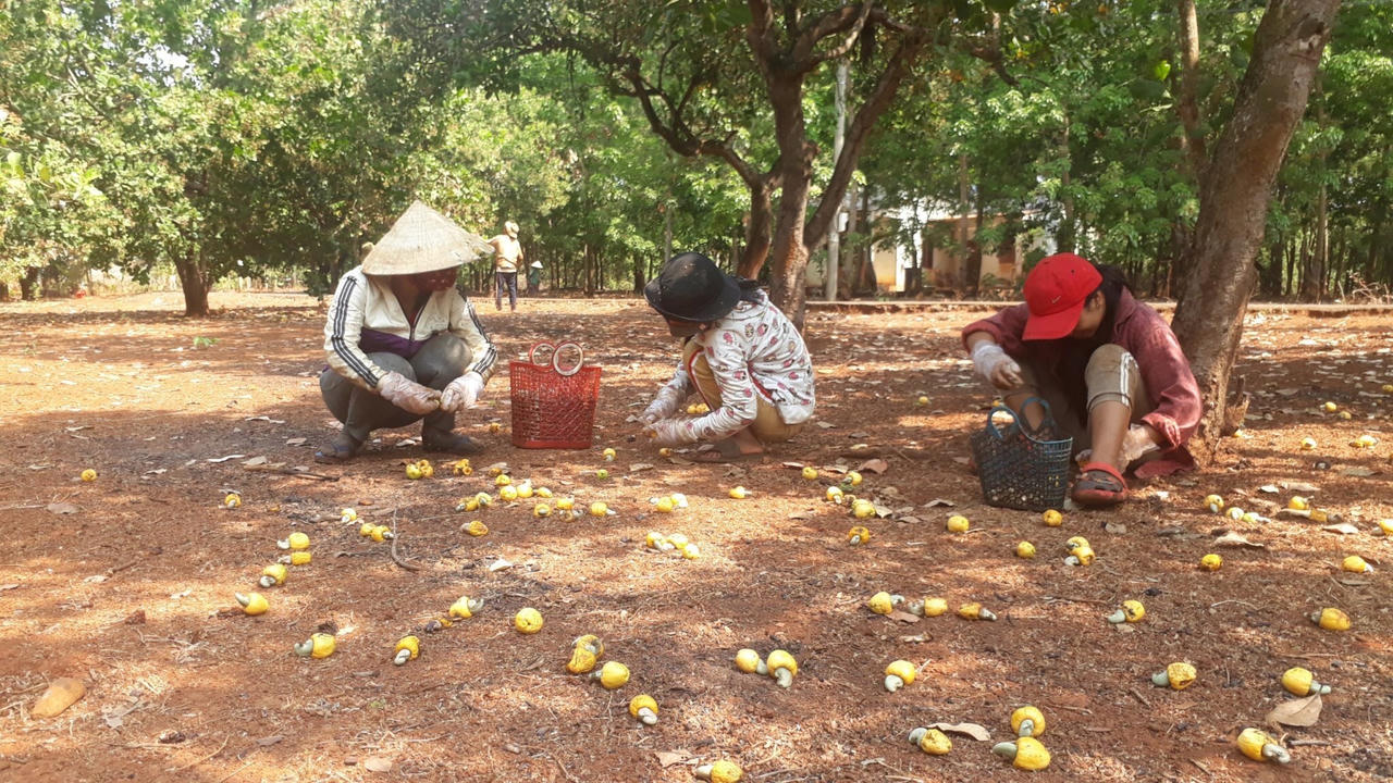 Lao đao người dân trồng điều do mất mùa triền miên