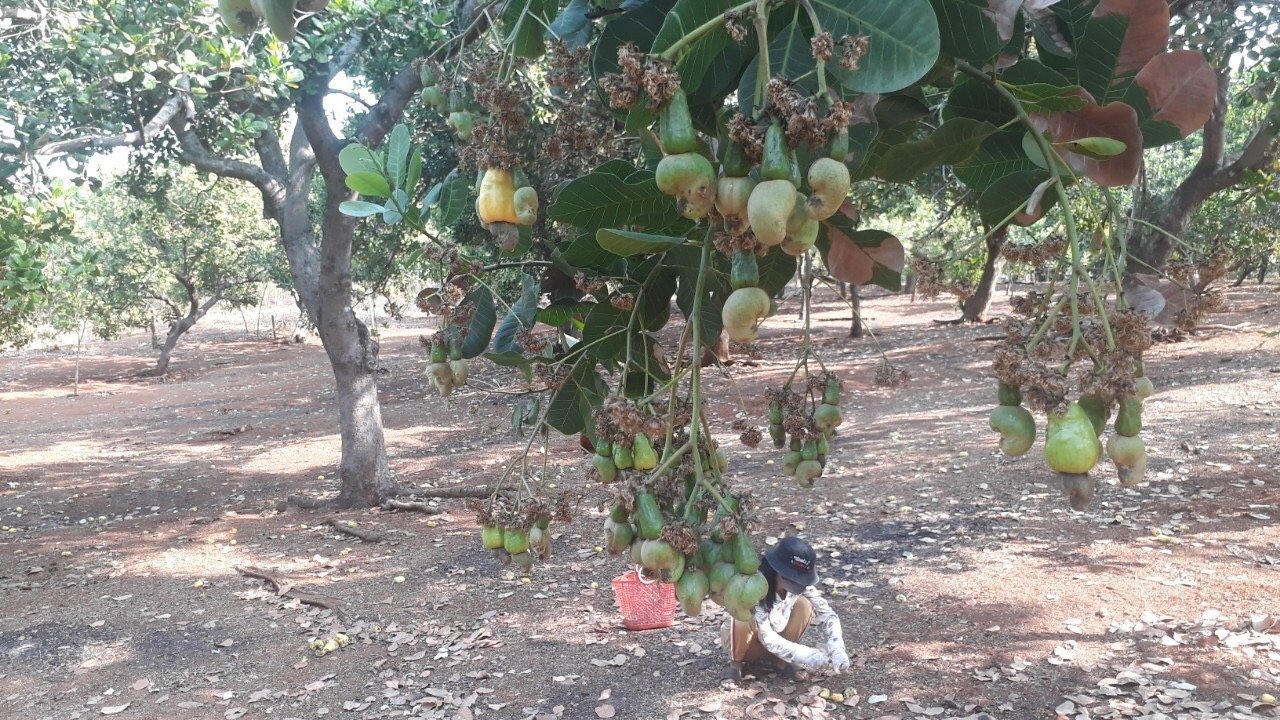 Lao đao người dân trồng điều do mất mùa triền miên