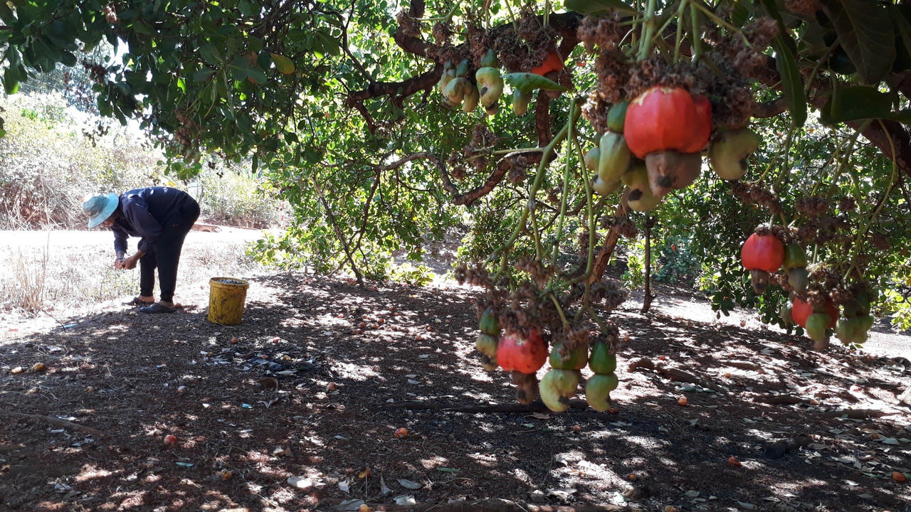 Lao đao người dân trồng điều do mất mùa triền miên