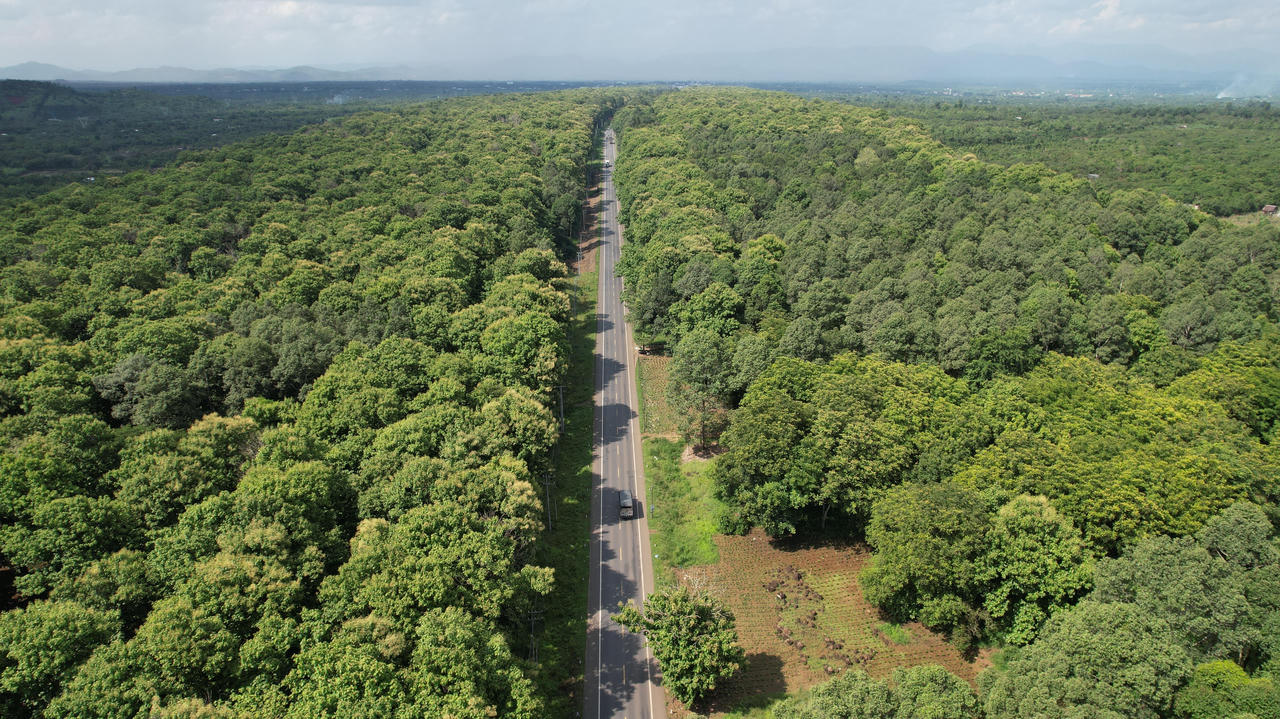 Rừng Giá Tỵ bung hoa đón tết Đoan Ngọ