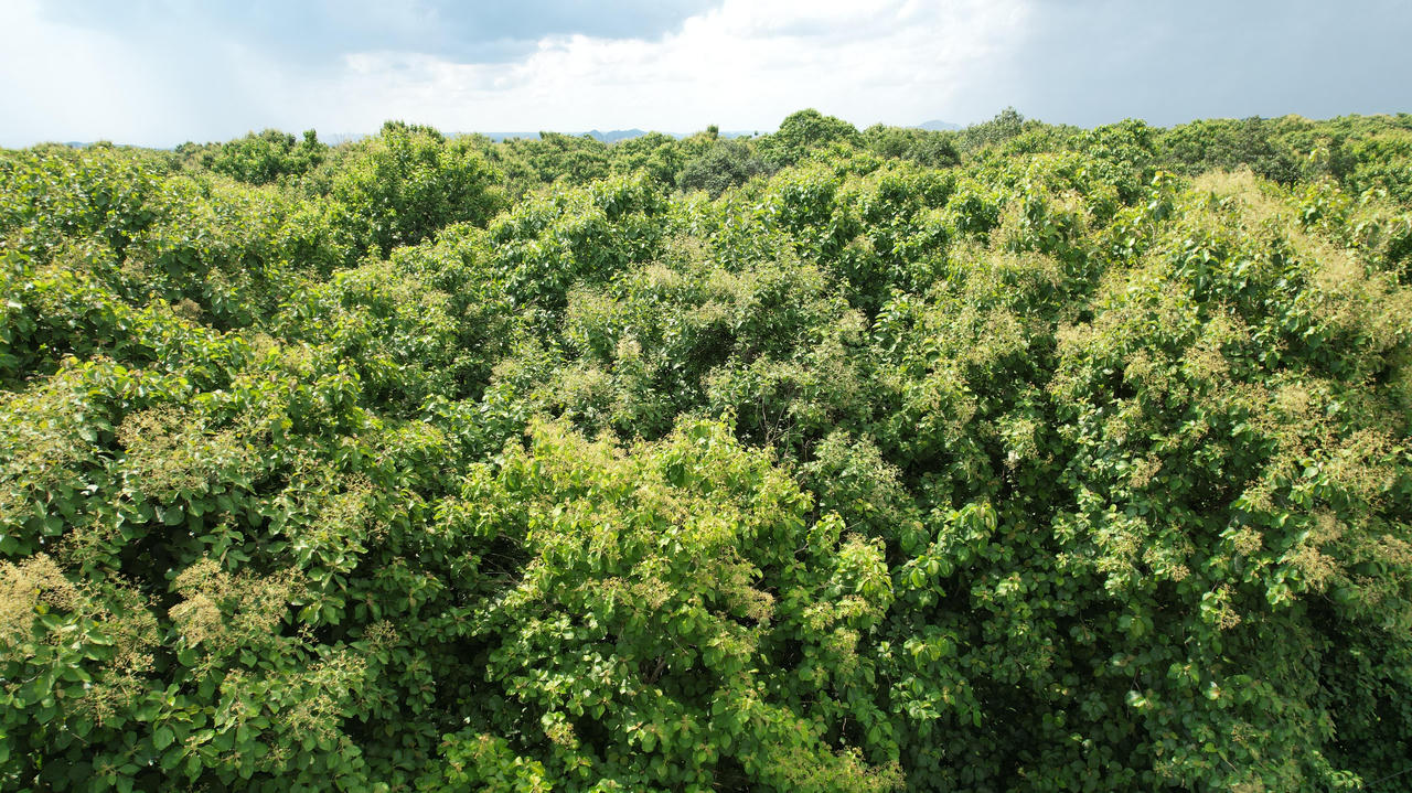 Rừng Giá Tỵ bung hoa đón tết Đoan Ngọ