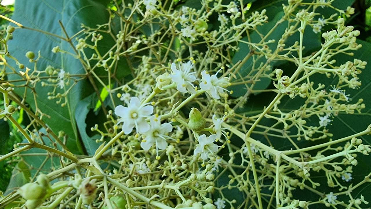 Rừng Giá Tỵ bung hoa đón tết Đoan Ngọ