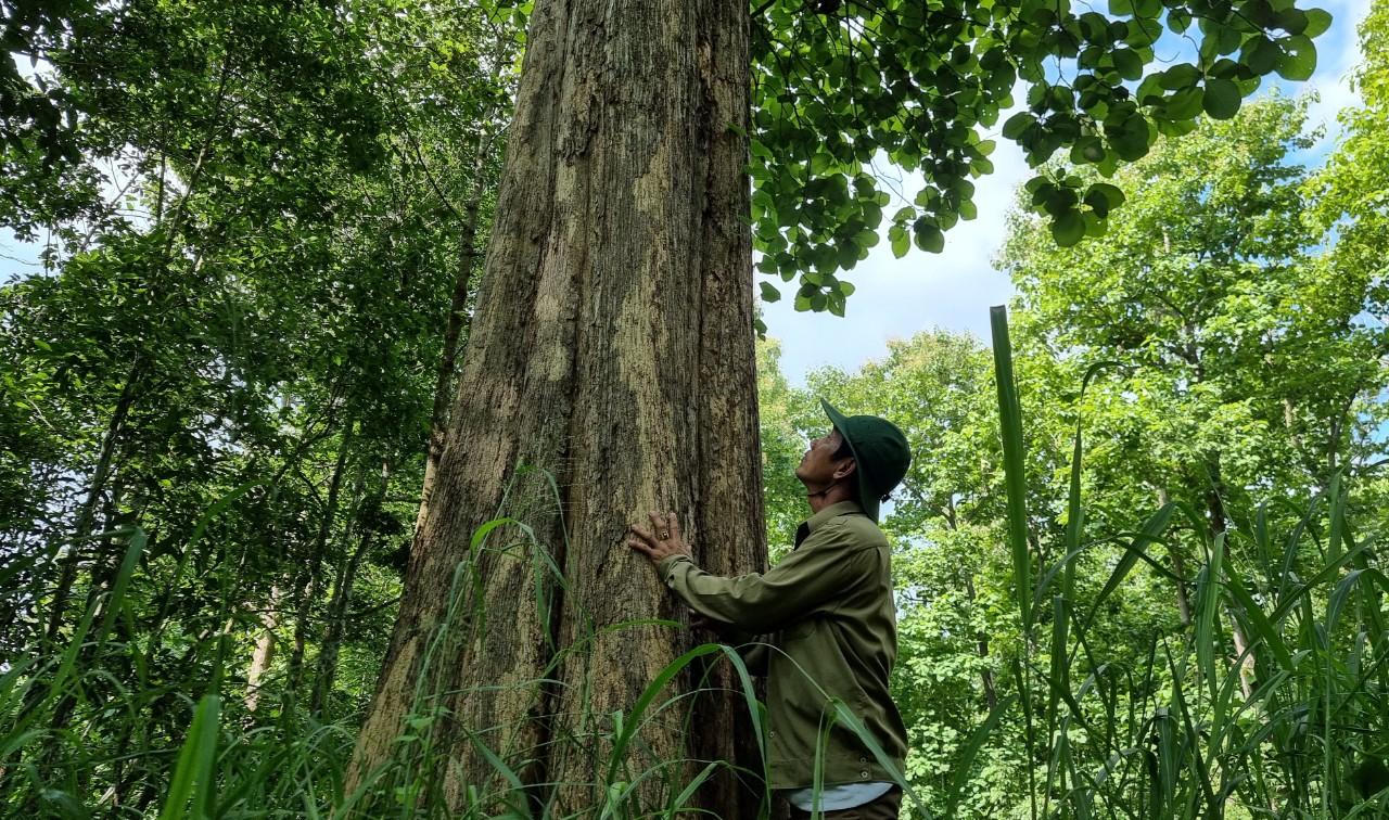 Rừng Giá Tỵ bung hoa đón tết Đoan Ngọ