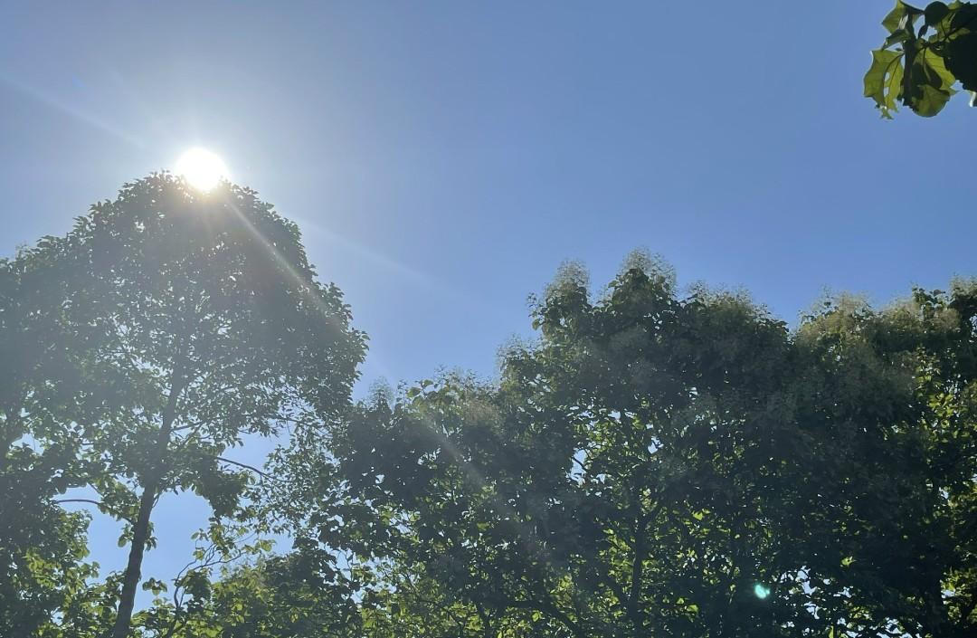 Rừng Giá Tỵ bung hoa đón tết Đoan Ngọ