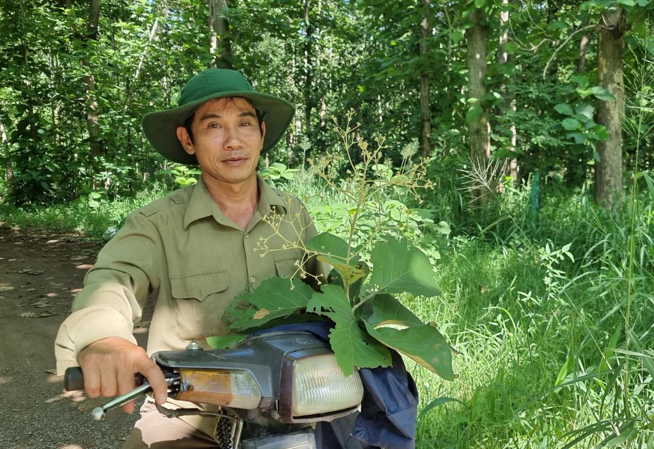 Rừng Giá Tỵ bung hoa đón tết Đoan Ngọ