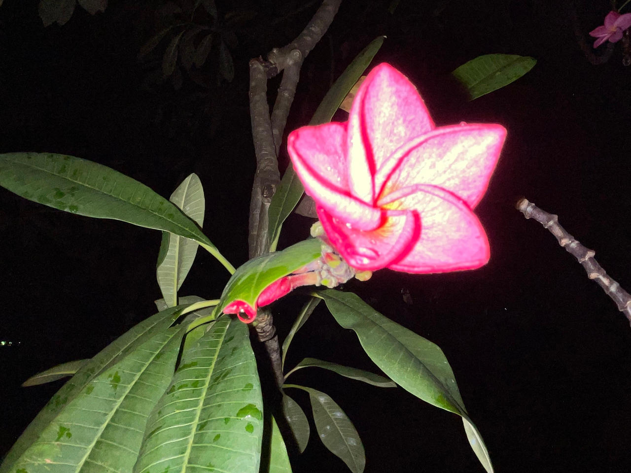 Hoa Sứ mùa 'vắng bóng công nhân'