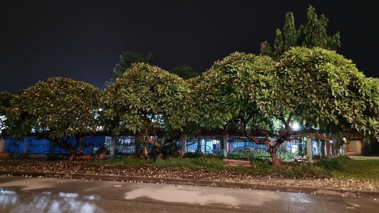 Hoa Sứ mùa 'vắng bóng công nhân'