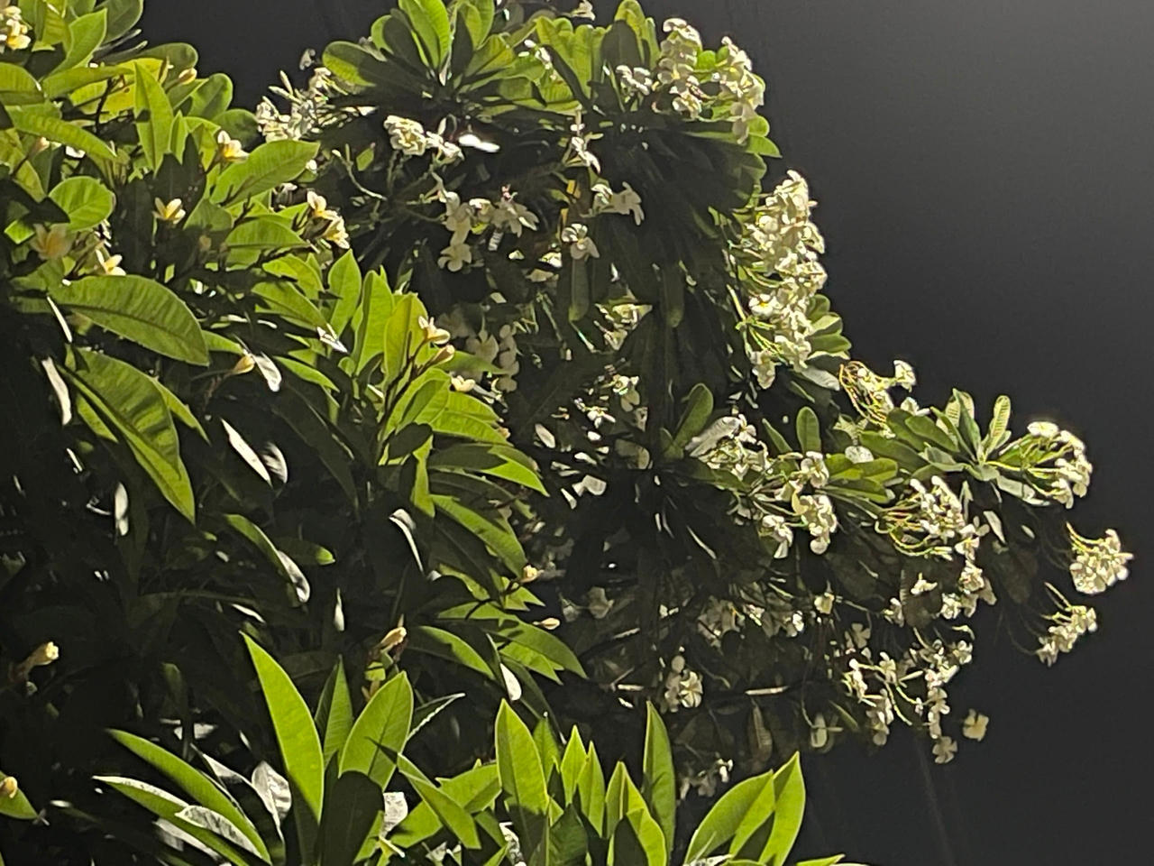 Hoa Sứ mùa 'vắng bóng công nhân'