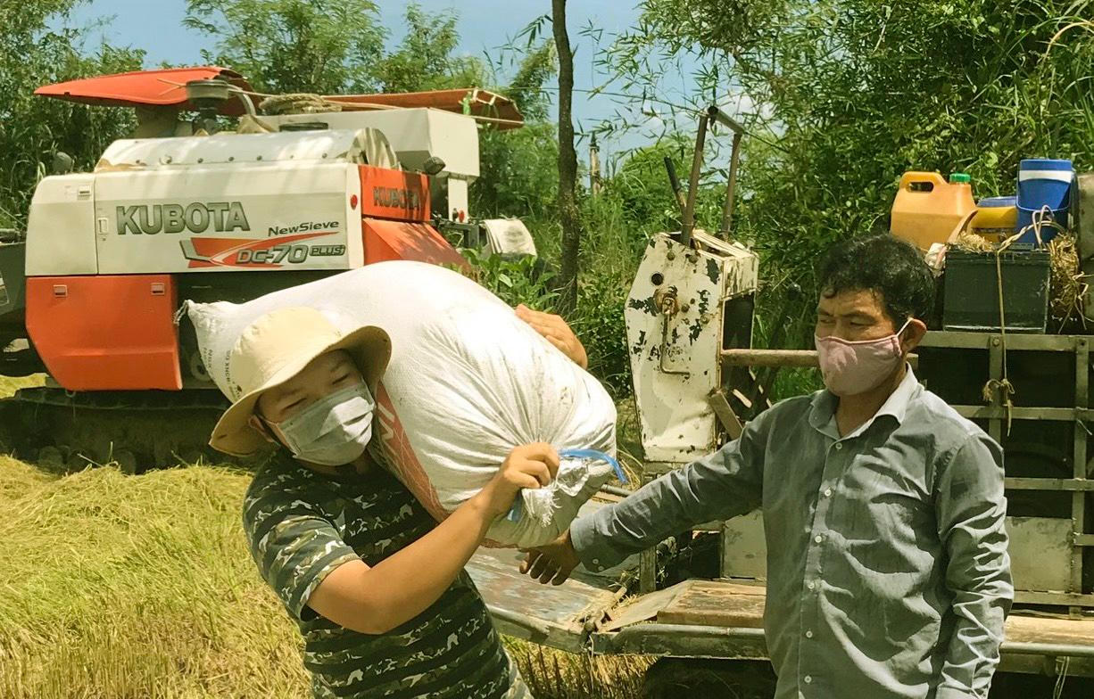 Hăng hái thu hoạch 'mùa vàng' trong dịch bệnh