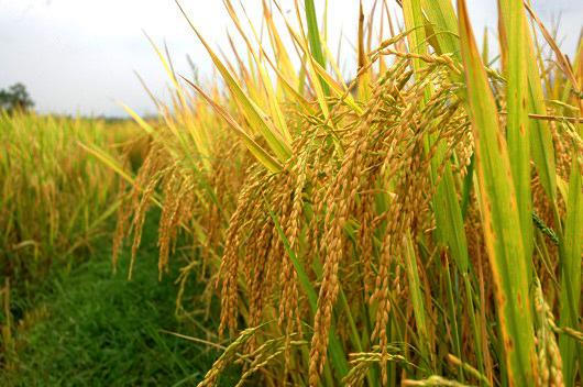 Hăng hái thu hoạch 'mùa vàng' trong dịch bệnh