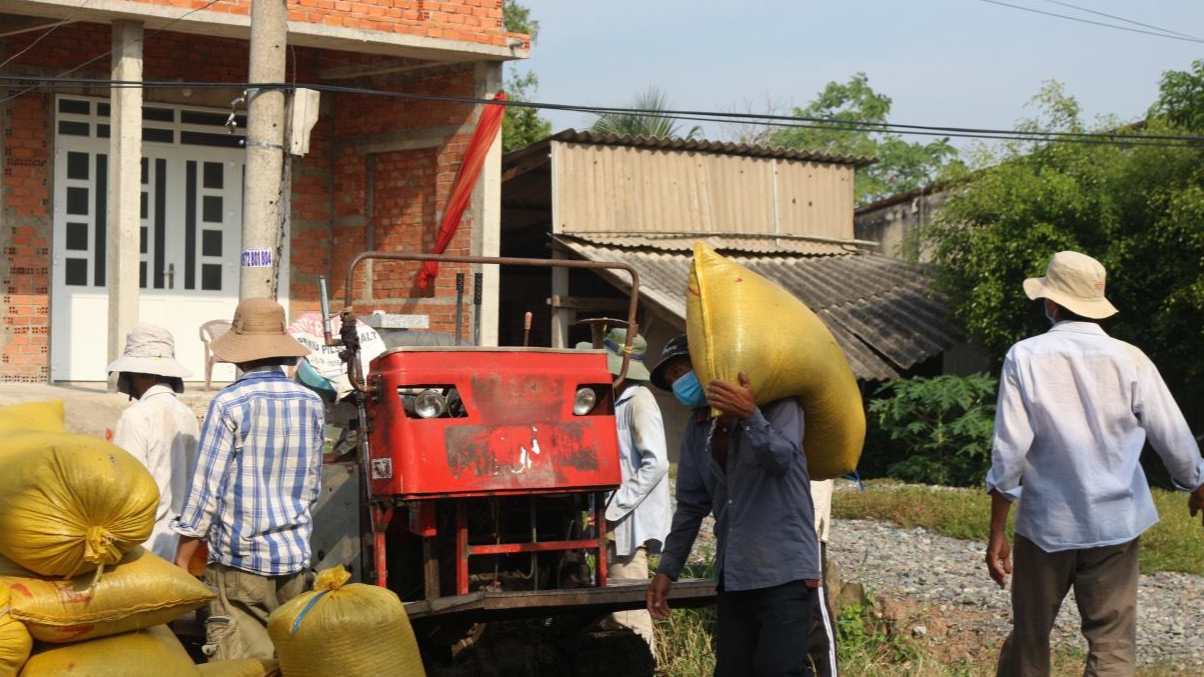 Hăng hái thu hoạch 'mùa vàng' trong dịch bệnh