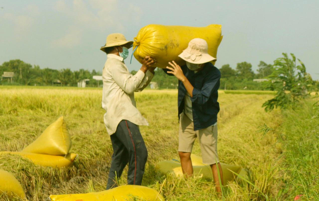 Hăng hái thu hoạch 'mùa vàng' trong dịch bệnh