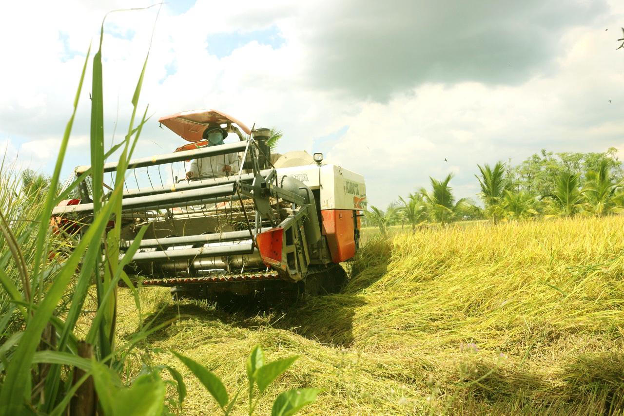 Hăng hái thu hoạch 'mùa vàng' trong dịch bệnh