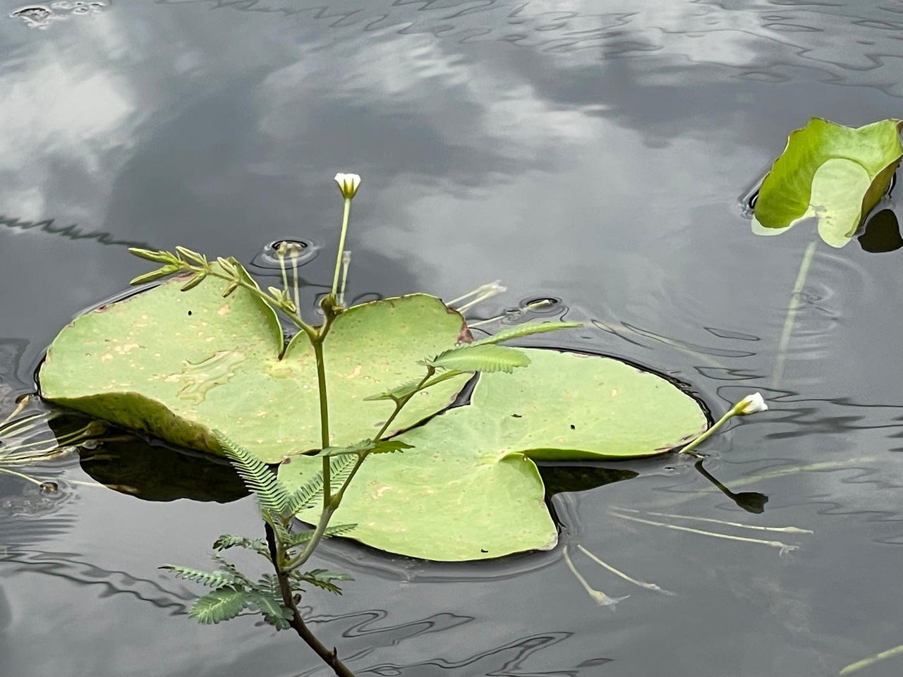 Hồ trên đá - tuyệt cảnh được tạo ra từ thủy điện Trị An