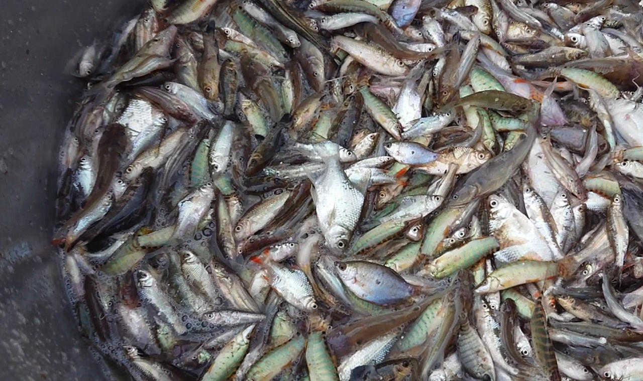 Hồng Ngự bình yên những ngày nước nổi