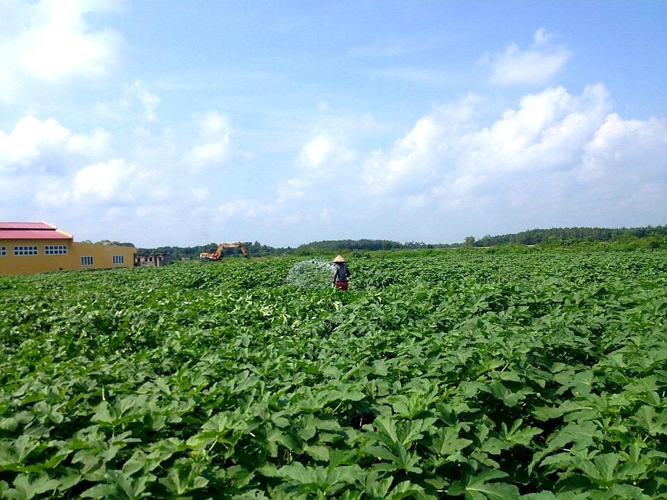 Tây Ninh và TP HCM xây dựng chuỗi tiêu thụ nông sản, thực phẩm an toàn