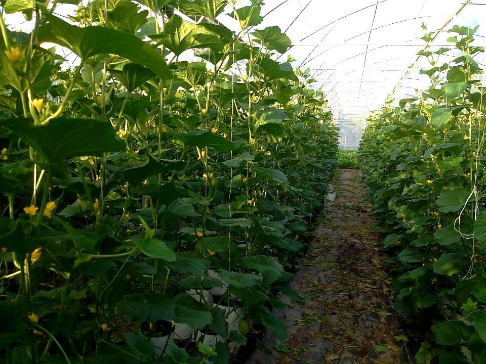 Tây Ninh và TP HCM xây dựng chuỗi tiêu thụ nông sản, thực phẩm an toàn