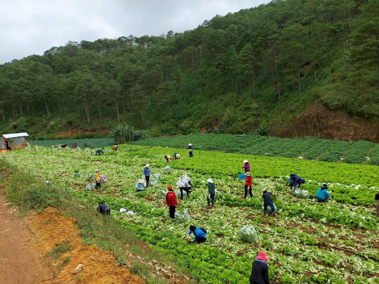 Lâm Đồng dành tặng hơn 6000 tấn nông sản đến các tỉnh phía Nam