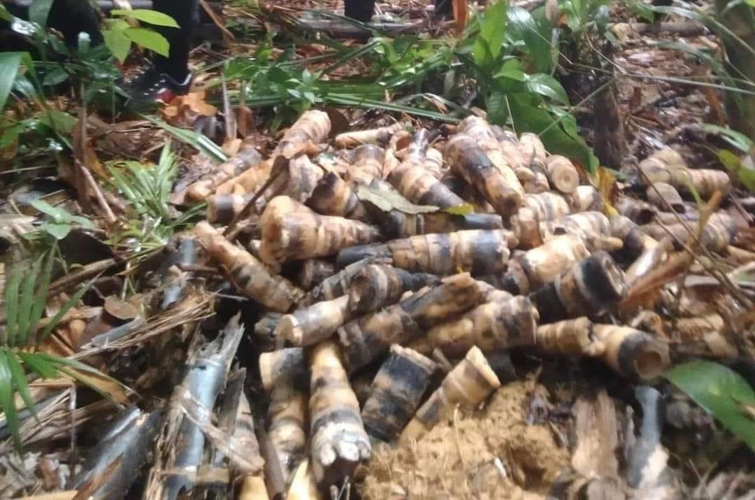 Mở rộng tìm kiếm già làng đi lạc trong Vườn quốc gia Cát Tiên