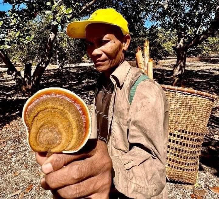 Mở rộng tìm kiếm già làng đi lạc trong Vườn quốc gia Cát Tiên