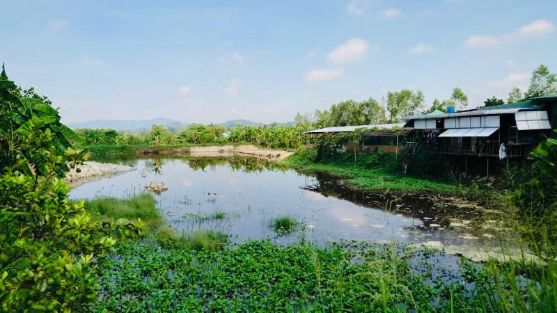 Tồn tại 328 trại chăn nuôi heo không có thủ tục môi trường ở Đồng Nai