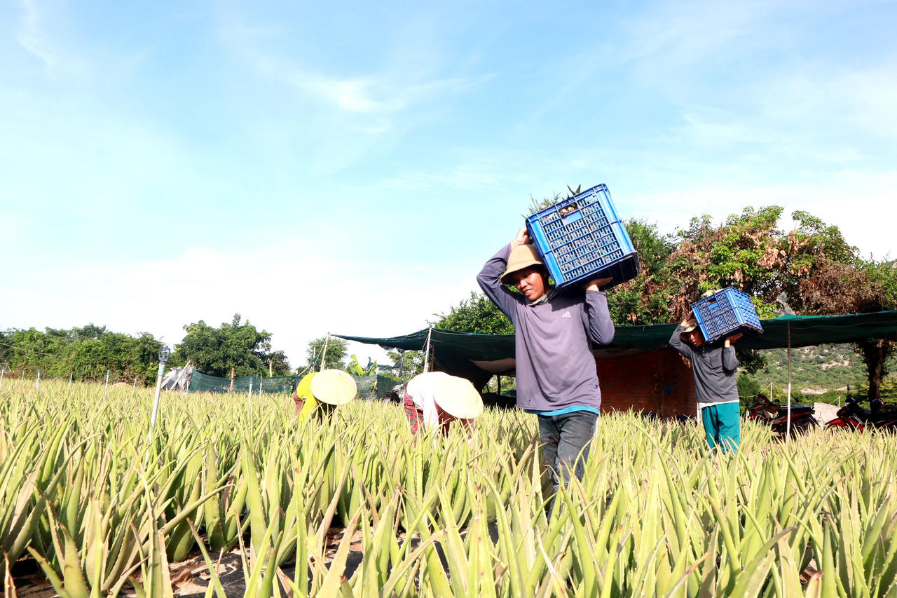 GC Food Group - Nâng tầm vị thế nha đam Việt trên bản đồ thế giới