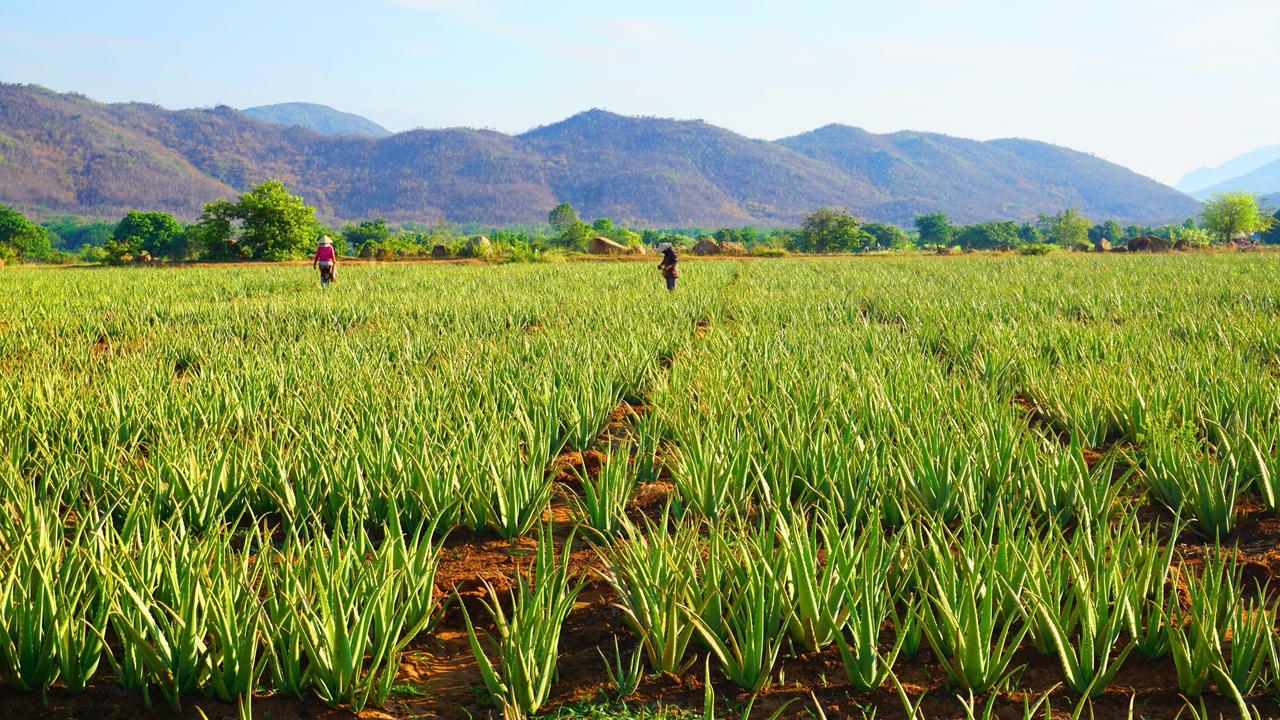 GC FOOD đặt mục tiêu lợi nhuận tăng gấp đôi trong năm 2024