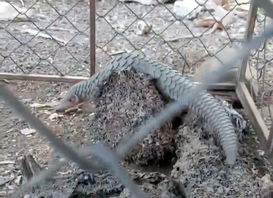 "Khách quý" đi lạc vào nhà dân được trao trả Vườn quốc gia Cát Tiên