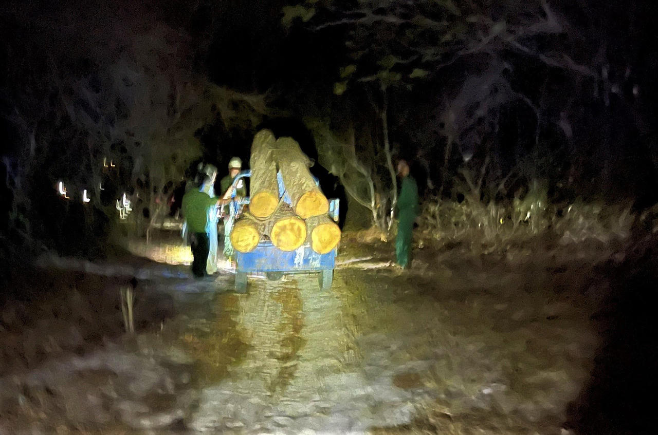 Phát hiện vụ khai thác lâm sản trái phép tại Khu bảo tồn thiên nhiên Bình Châu-Phước Bửu